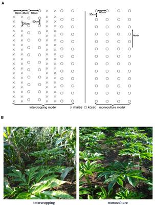 Photosynthetic and Photoprotective Responses to Steady-State and Fluctuating Light in the Shade-Demanding Crop Amorphophallus xiei Grown in Intercropping and Monoculture Systems